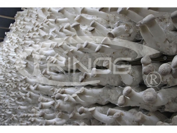 Mushroom Farm (for King Oyster Mushroom)